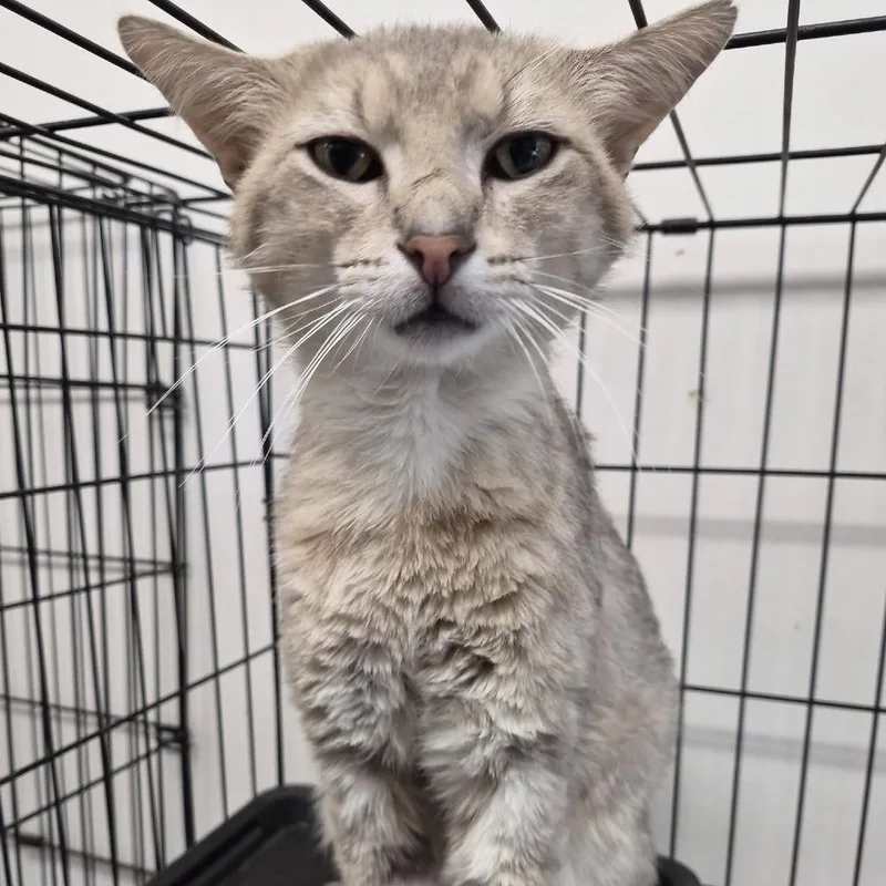 An adult large-sized male Cream / Ivory Domestic Short Hair cat named Phish for adoption in Cleveland, MS