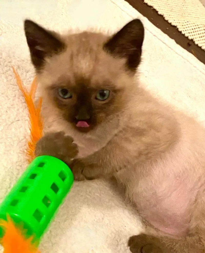 A baby small-sized male Domestic Medium Hair cat named Brulee for adoption in Minneapolis, MN