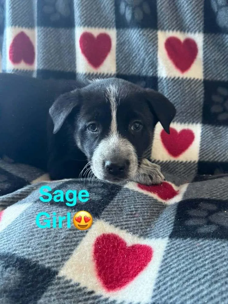 Nature Dawgs : Sage