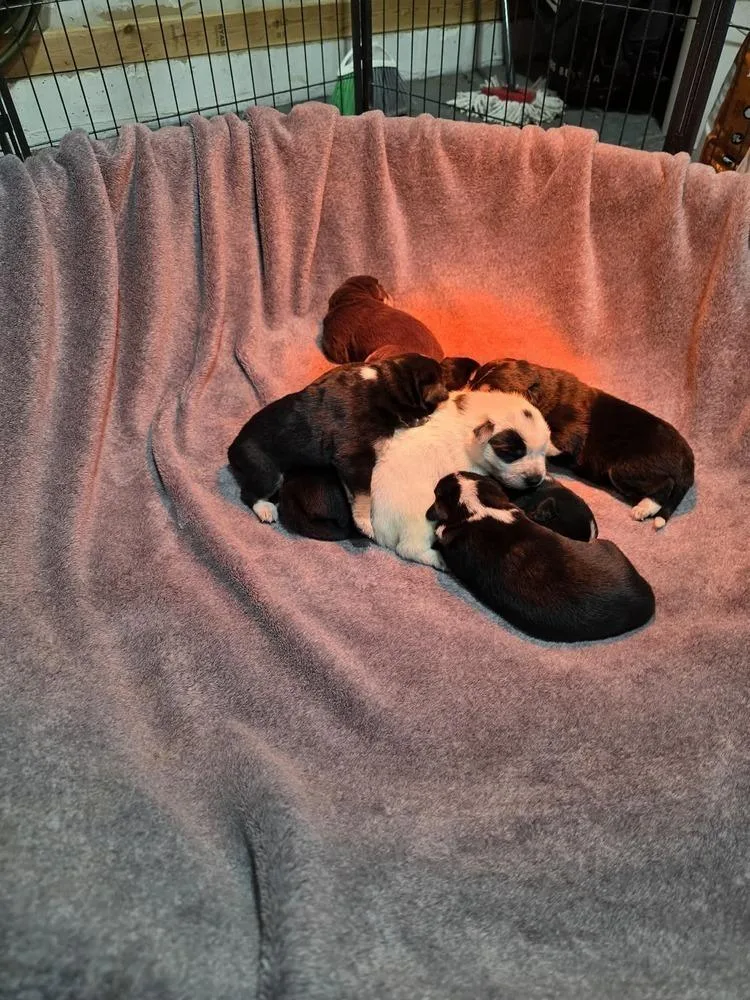 Nature Dawgs : Sage thumbnail 2