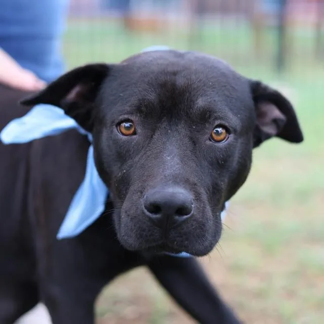 A young medium-sized female American Staffordshire Terrier dog named Perita for adoption in San Antonio, TX