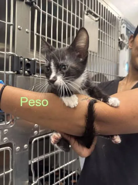 A baby medium-sized male Black & White / Tuxedo Domestic Short Hair cat named Peso for adoption in Hilton Head Island, SC