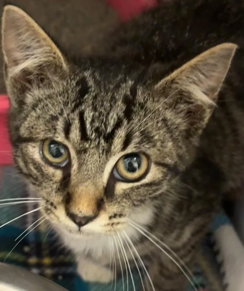 A baby small-sized male Domestic Short Hair cat named Mateo for adoption in Elizabethton, TN