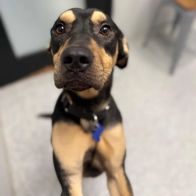 A young medium-sized male Black Rottweiler dog named King for adoption in Monticello, IA