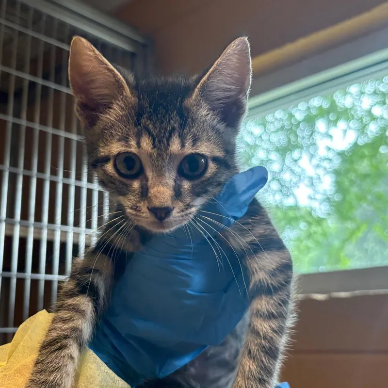 A baby small-sized male Black Domestic Short Hair cat named Puck for adoption in Chesapeake, VA