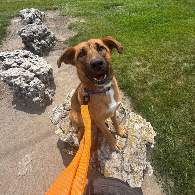 A young medium-sized female Brown / Chocolate Mixed Breed dog named Marigold for adoption in Dearborn, MI