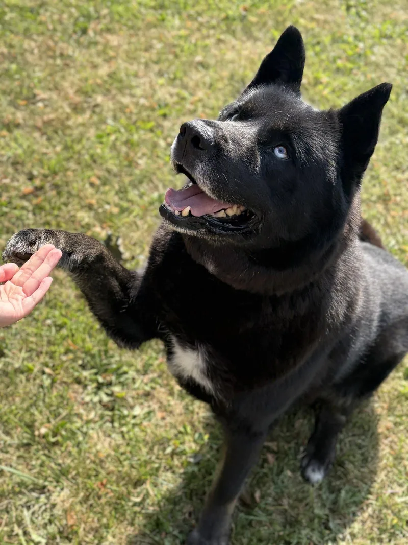 A senior large-sized male Husky dog named Dalven for adoption in Jefferson, WI
