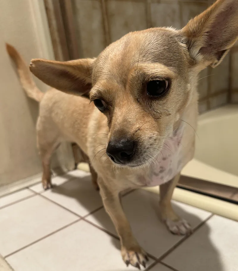 An adult small-sized female Apricot / Beige Chihuahua dog named Mandy for adoption in El Cajon, CA