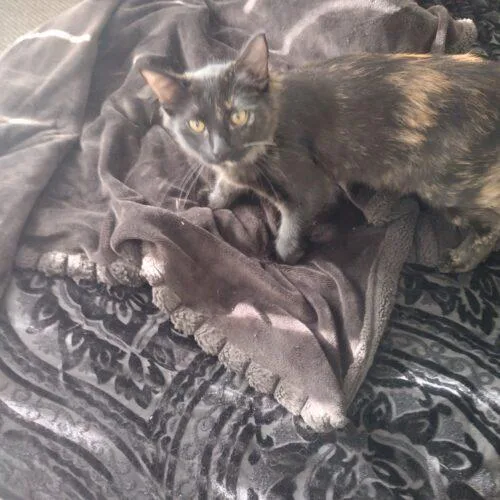 A baby small-sized female Tortoiseshell Domestic Short Hair cat named Winnie for adoption in Tampa, FL