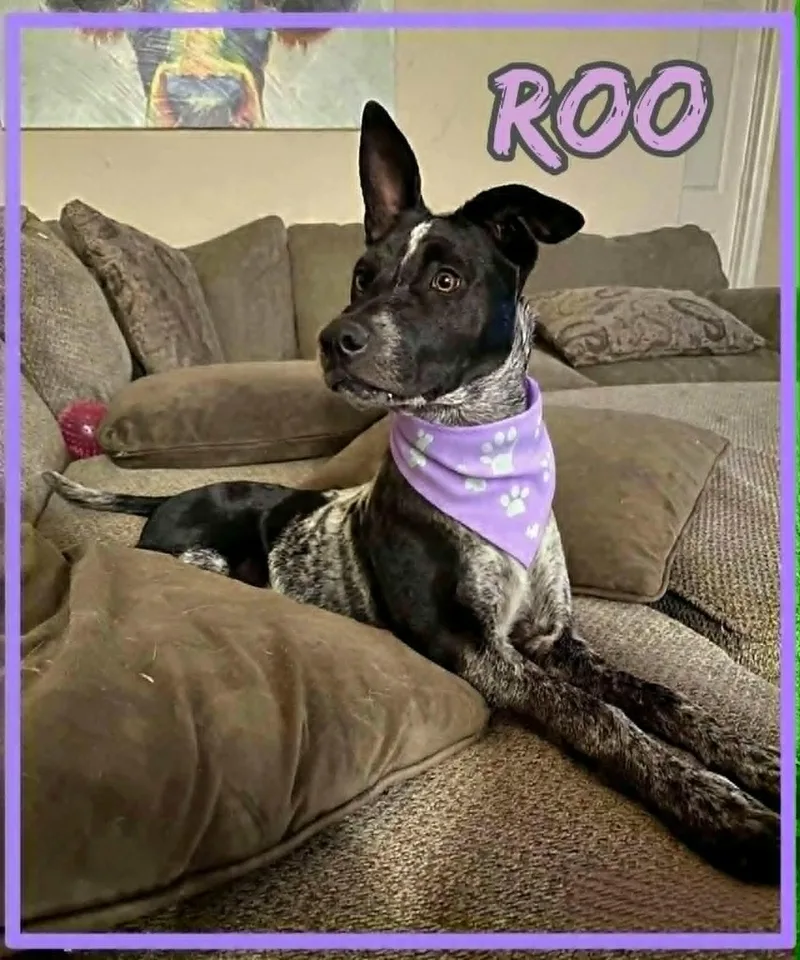 A young medium-sized female Black Australian Cattle Dog / Blue Heeler dog named Roo for adoption in Grove, OK