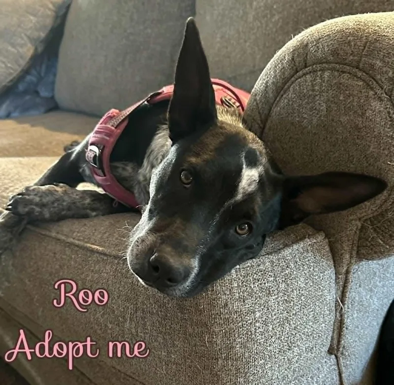 Roo thumbnail 2