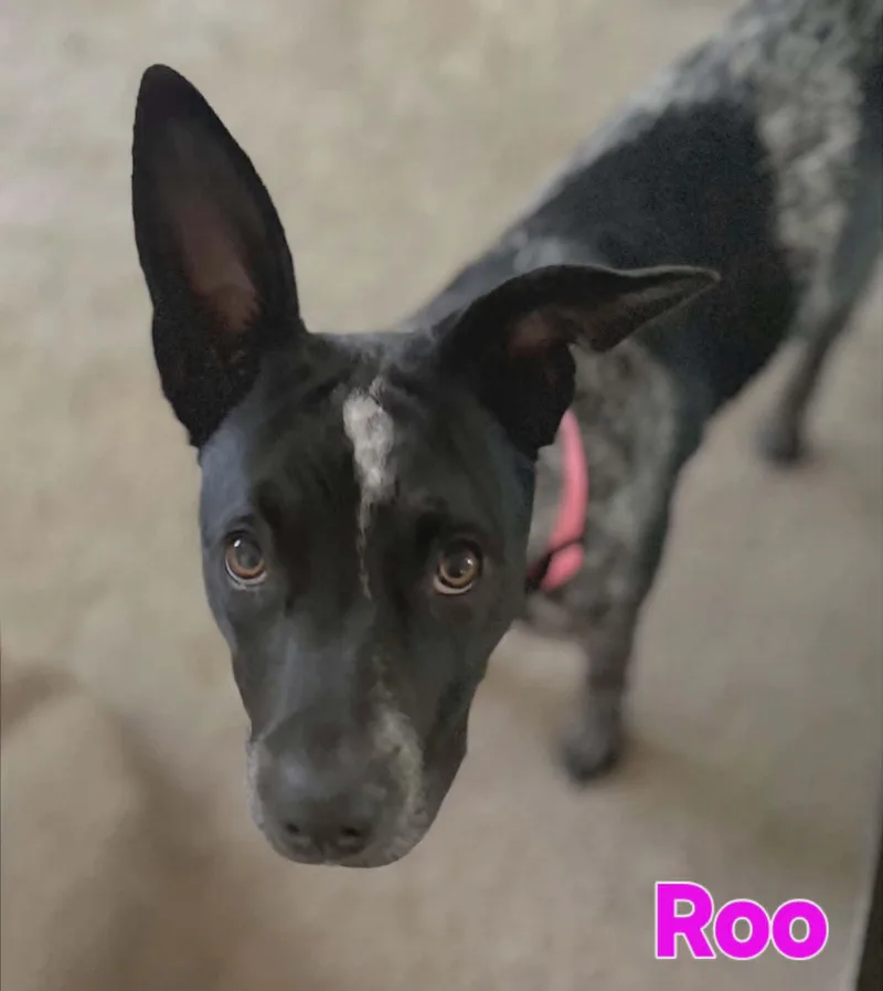 Roo thumbnail 3