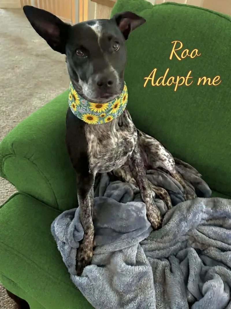 Roo thumbnail 4