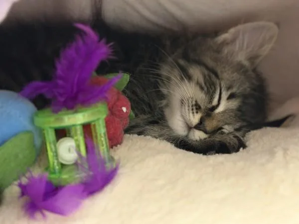 A baby medium-sized female Tabby (Brown / Chocolate) Domestic Short Hair cat named Dash for adoption in Watkinsville, GA