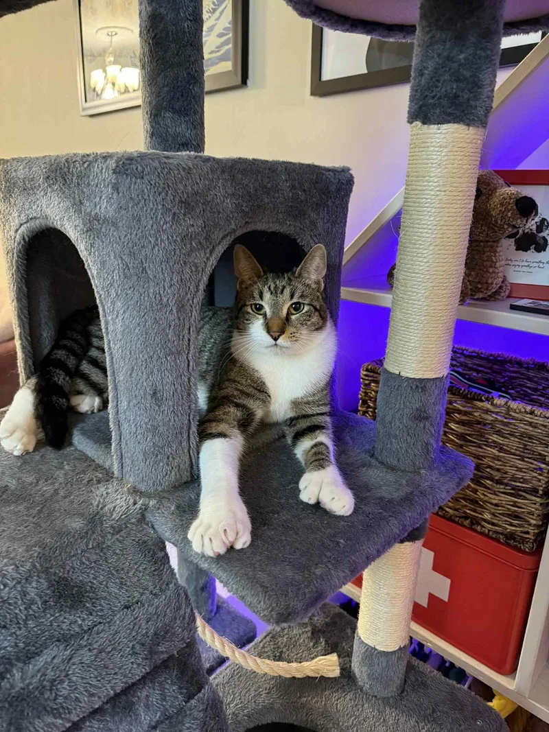 Or Group Johnny [litter