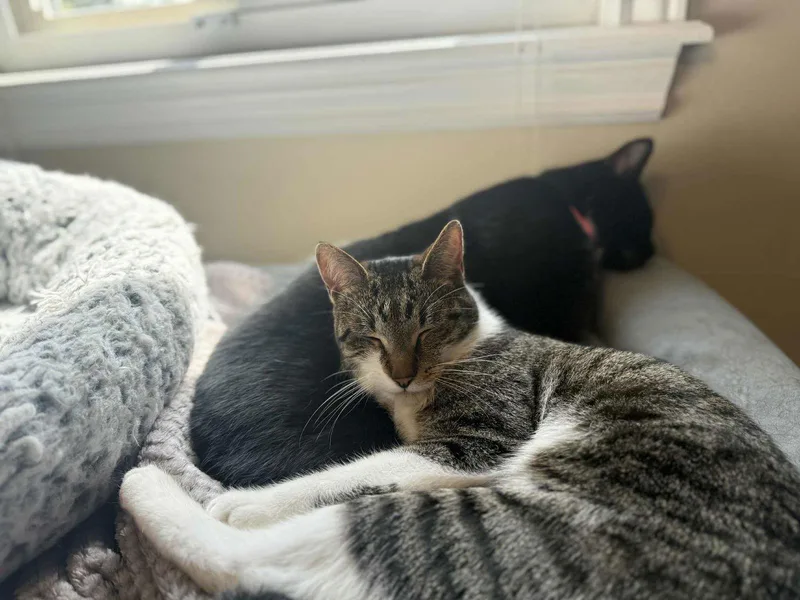 Or Group Johnny [litter thumbnail 2