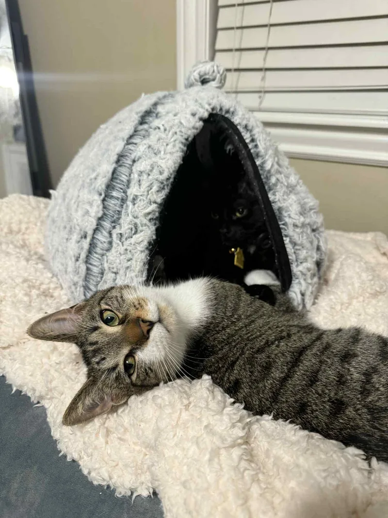 Or Group Johnny [litter thumbnail 3