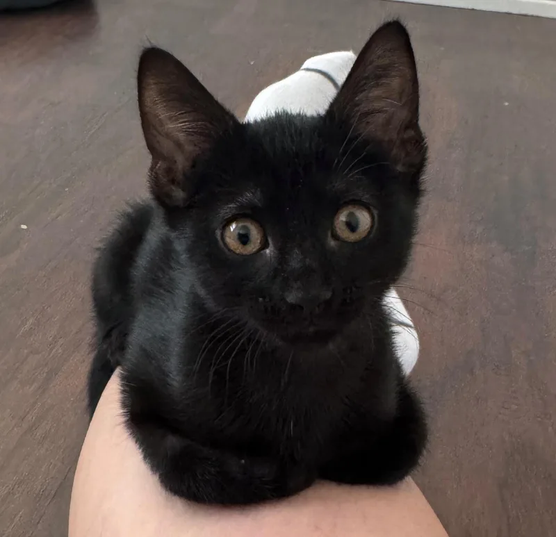 A baby medium-sized male Black Domestic Short Hair cat named Squirt for adoption in Fort Worth, TX
