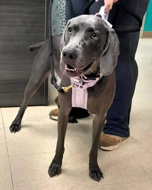 A young medium-sized female Gray / Blue / Silver Weimaraner dog named Holli for adoption in Birmingham, AL