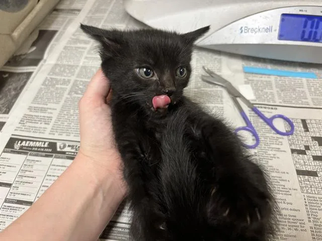 A young small-sized male Domestic Medium Hair cat named Willow for adoption in Riverside, CA