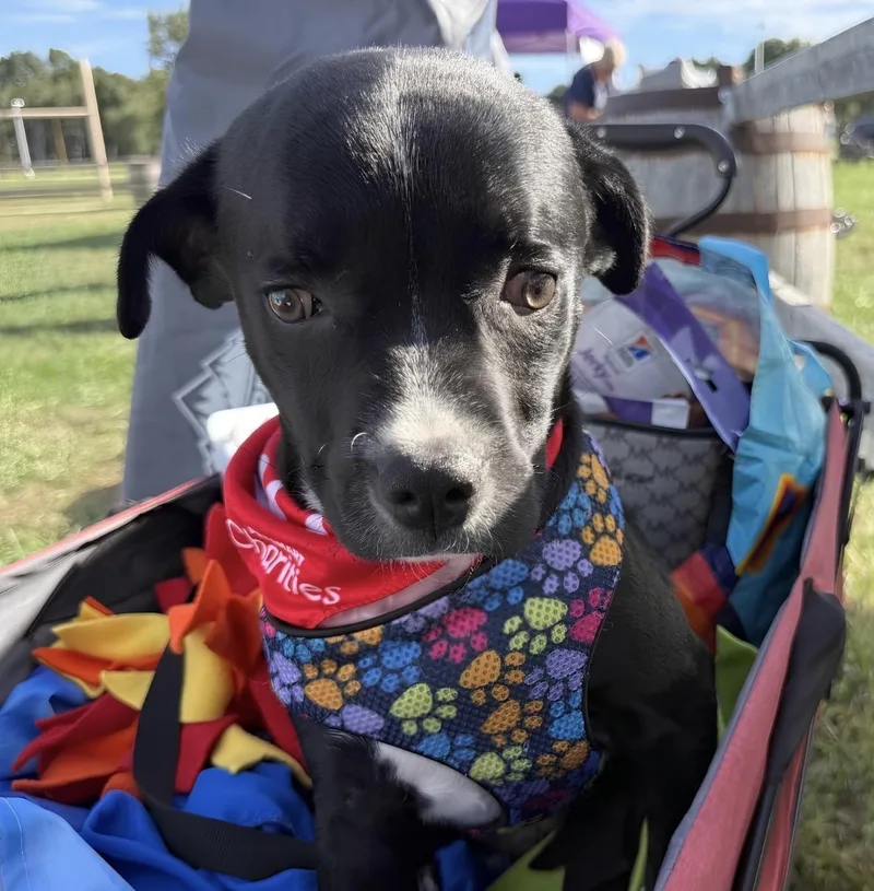 A baby small-sized male Bicolor Pit Bull Terrier dog named Dante for adoption in Naperville, IL