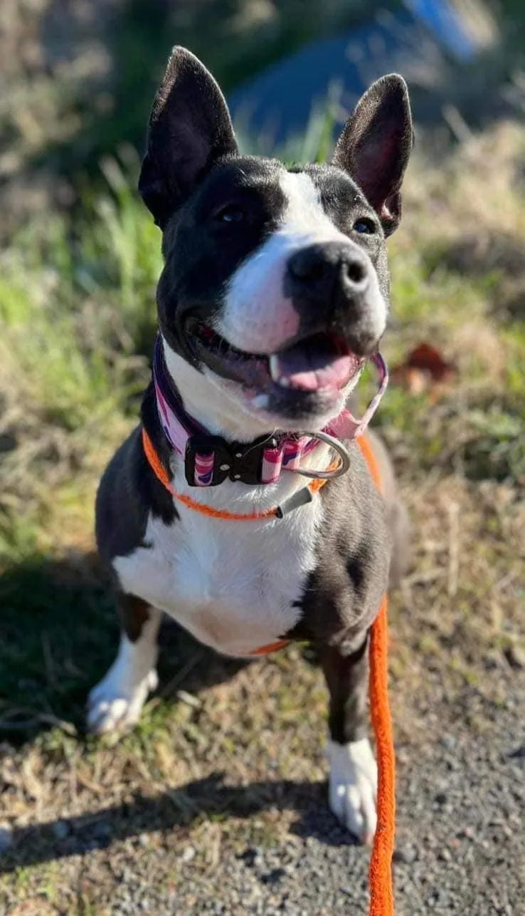 Baby Girl Gloria thumbnail 5