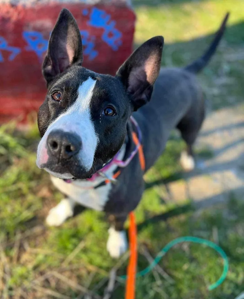 Baby Girl Gloria thumbnail 6