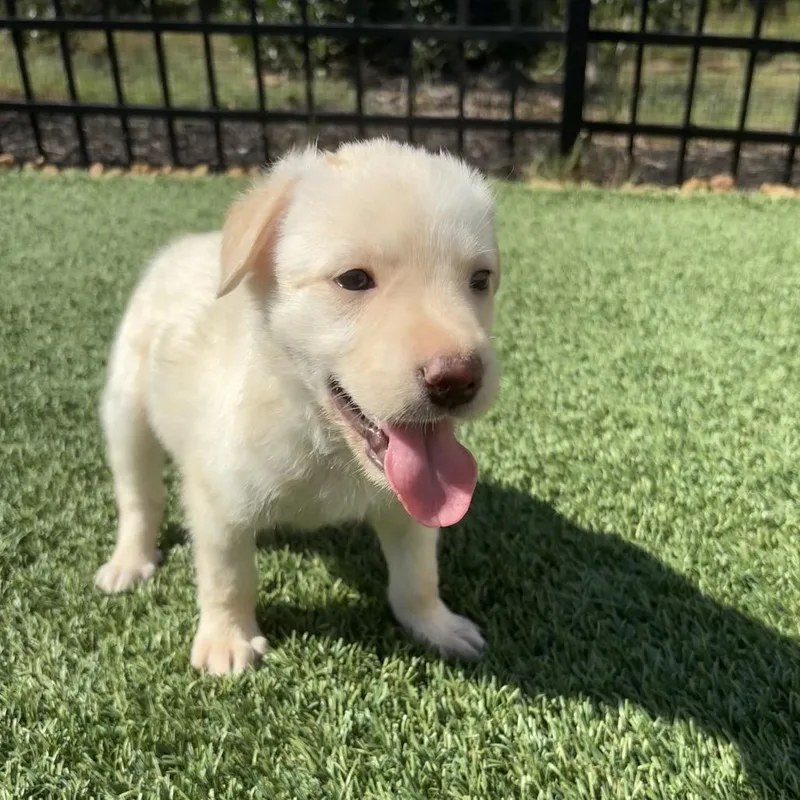 A baby medium-sized female Golden Retriever dog named Rowan for adoption in Cordova, TN