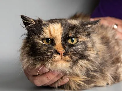 A senior medium-sized female Domestic Medium Hair cat named Rosemary for adoption in Longmont, CO