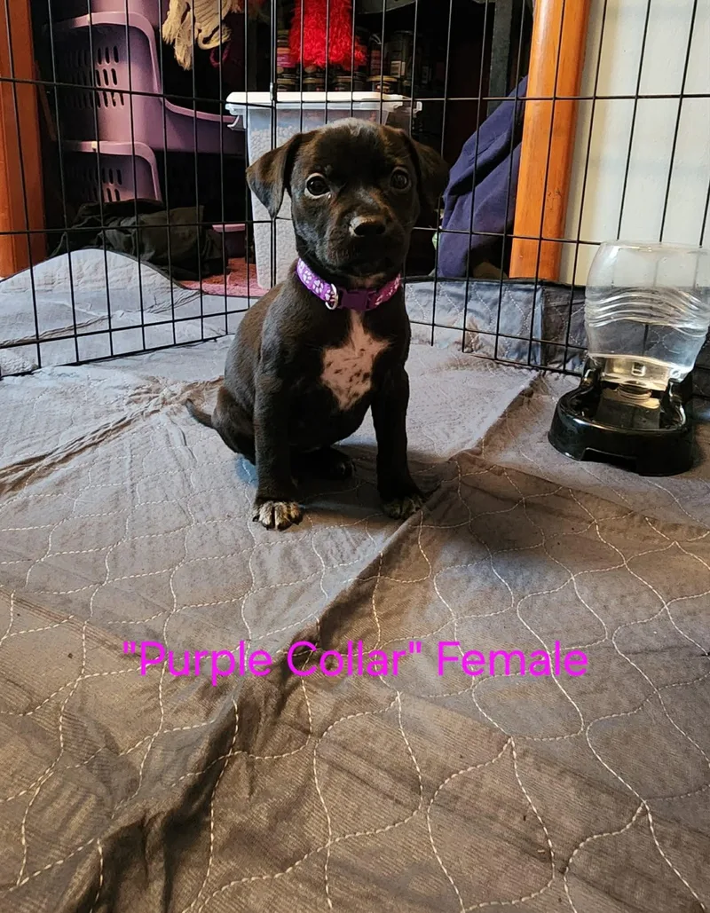 A baby medium-sized female Australian Cattle Dog / Blue Heeler dog named Winnielittle monster litter for adoption in Carmel, NY