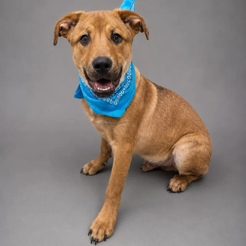 A young medium-sized male Golden Labrador Retriever dog named Levi for adoption in Oak Point, TX