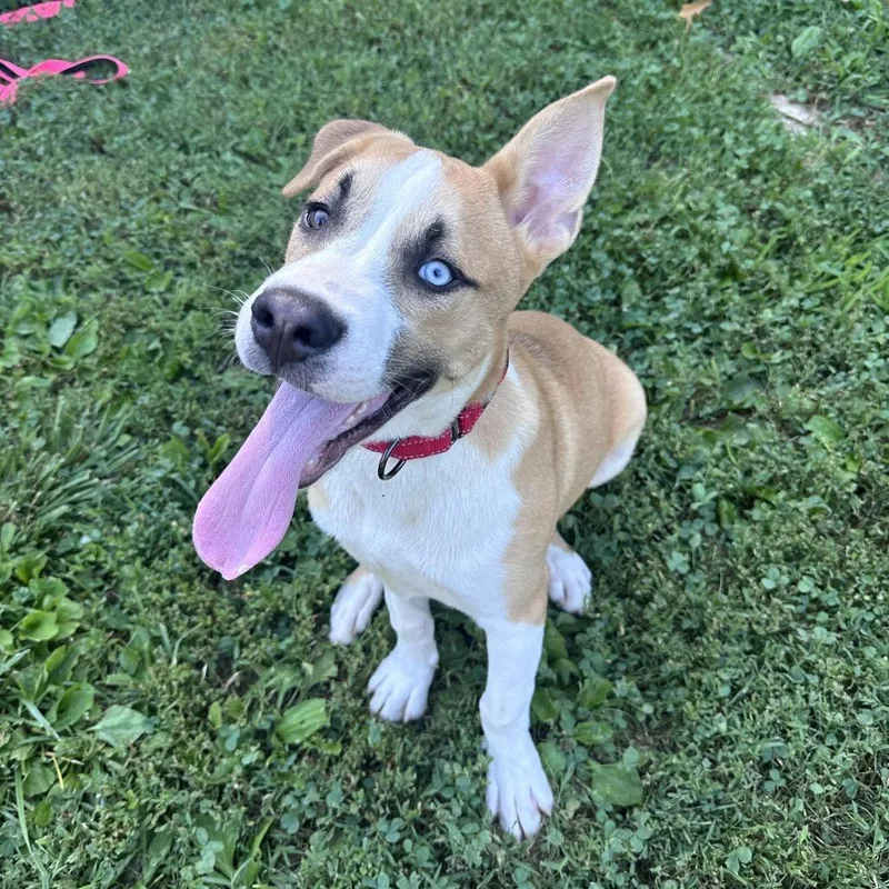 A baby medium-sized male Yellow / Tan / Blond / Fawn Siberian Husky dog named Douglas for adoption in Mount Vernon, IN