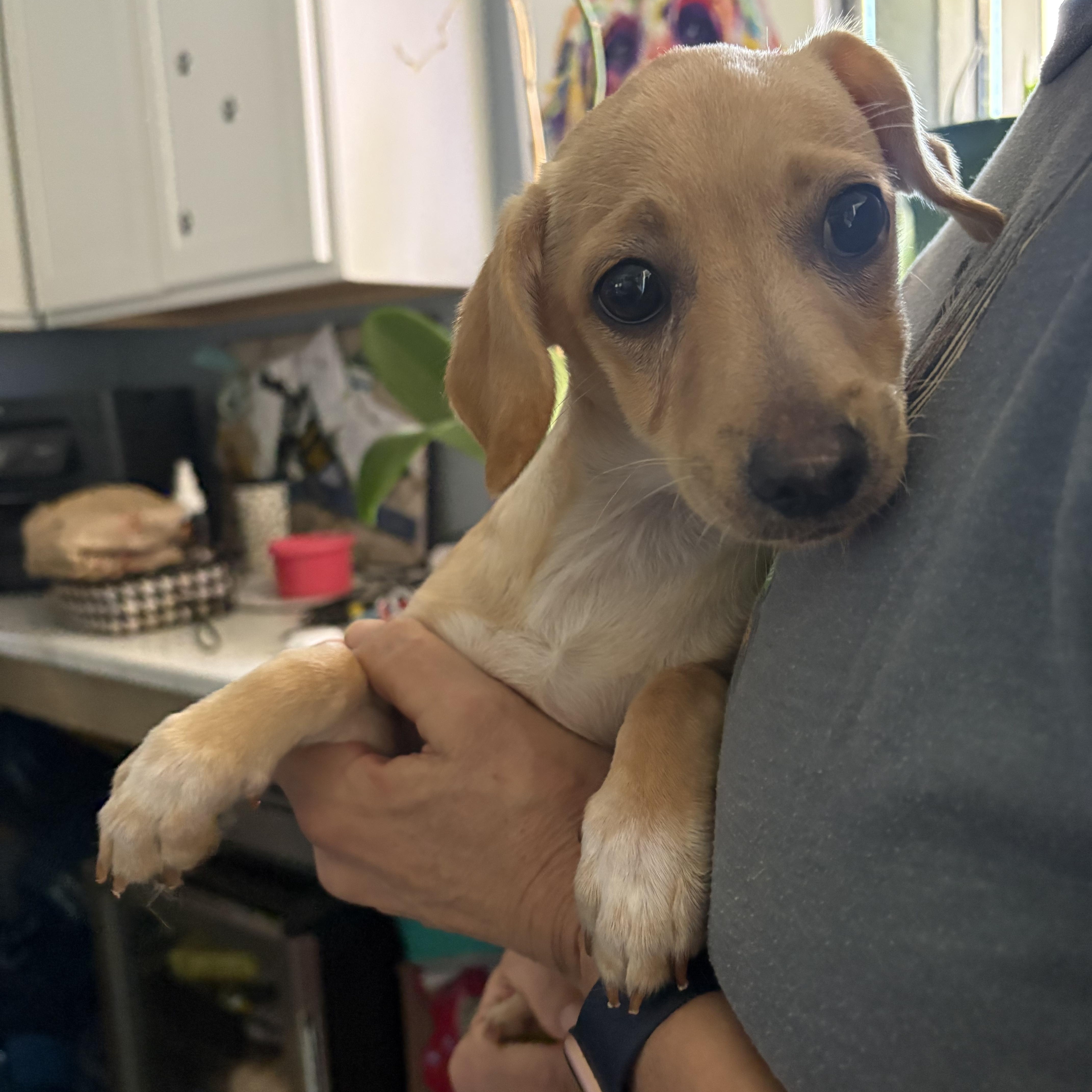 A baby small-sized male Yellow / Tan / Blond / Fawn Chiweenie dog named Terragon Cinnamon for adoption in Oklahoma City, OK