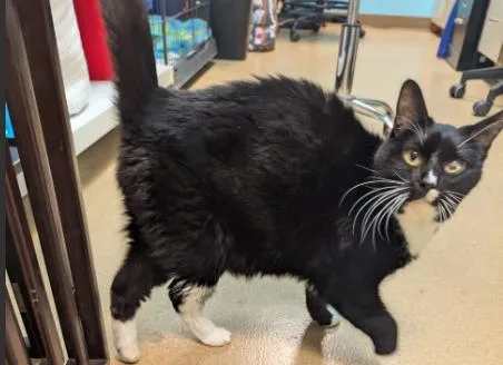 An adult medium-sized female Black & White / Tuxedo Domestic Short Hair cat named Amkara for adoption in Brookings, SD