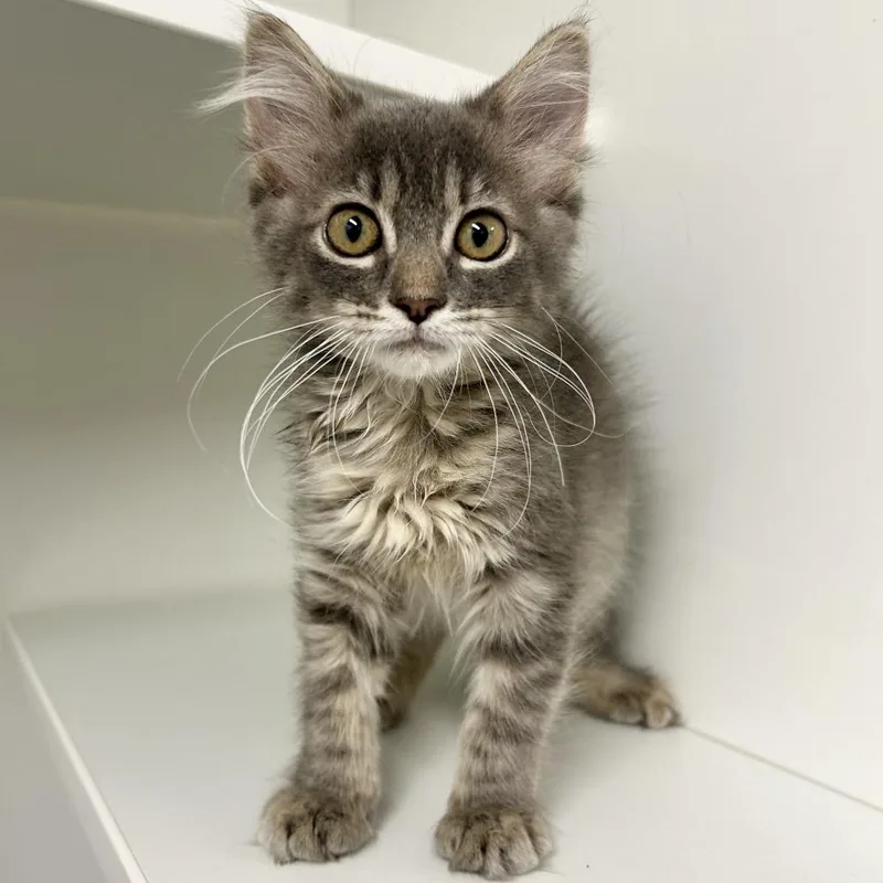 A baby small-sized female Gray / Blue / Silver Domestic Medium Hair cat named June Bug for adoption in St Joseph, MO
