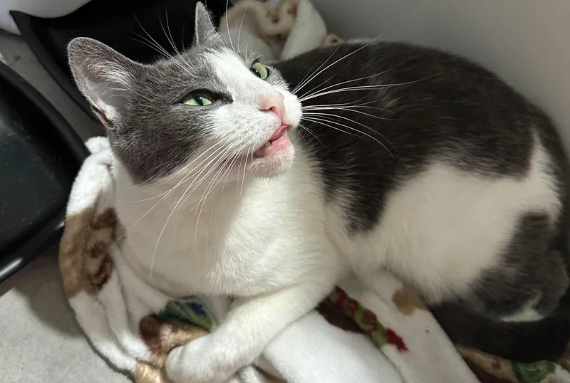 An adult medium-sized female American Shorthair cat named Athena for adoption in Philadelphia, PA