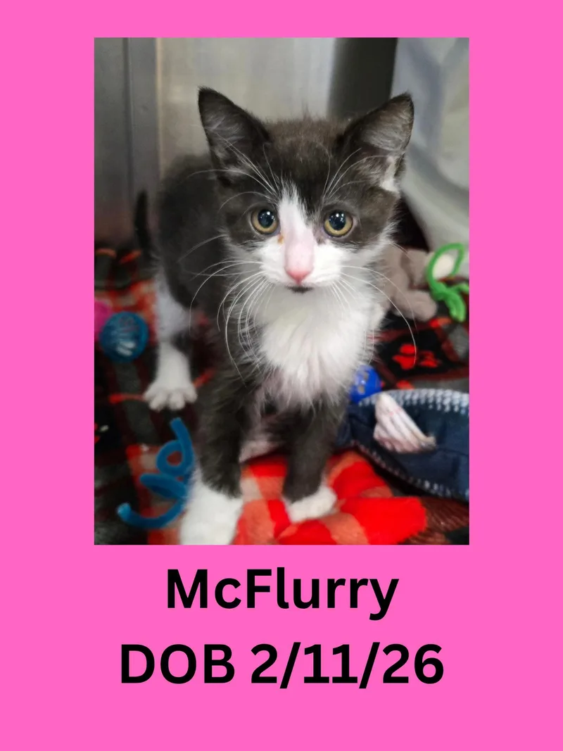 A baby small-sized female Black & White / Tuxedo Domestic Short Hair cat named Mcflurry for adoption in Ravenna, OH