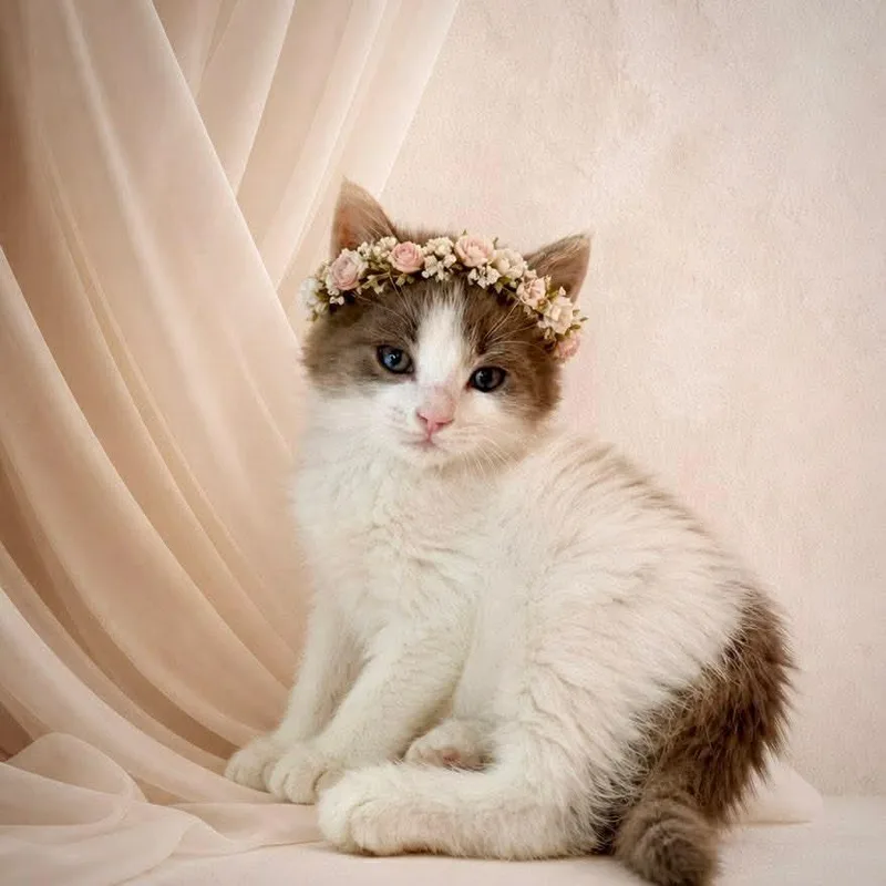 A baby small-sized male Gray & White Domestic Medium Hair cat named Sokka for adoption in Fort Lauderdale, FL