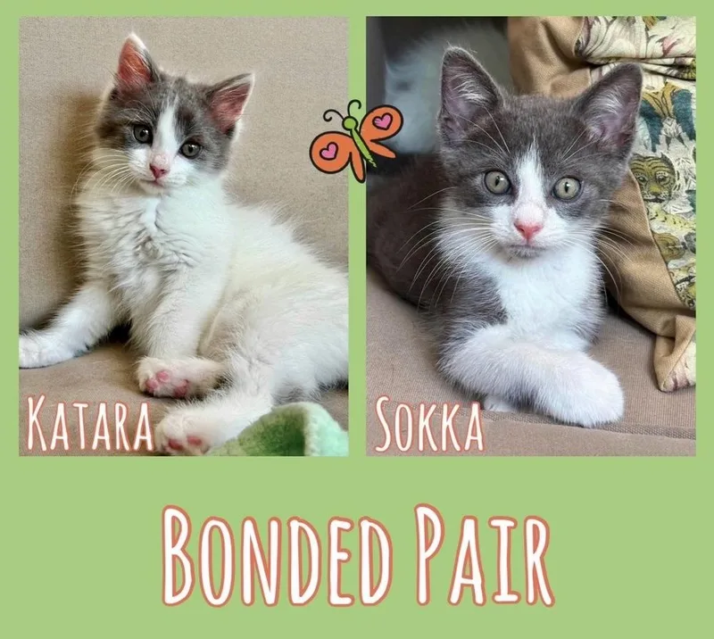 Sokka thumbnail 4