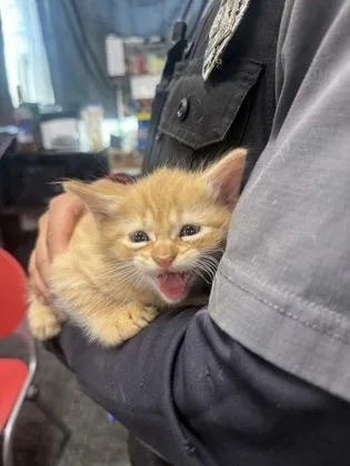 A baby small-sized female Domestic Short Hair cat named Nutmeg for adoption in West Chester, PA