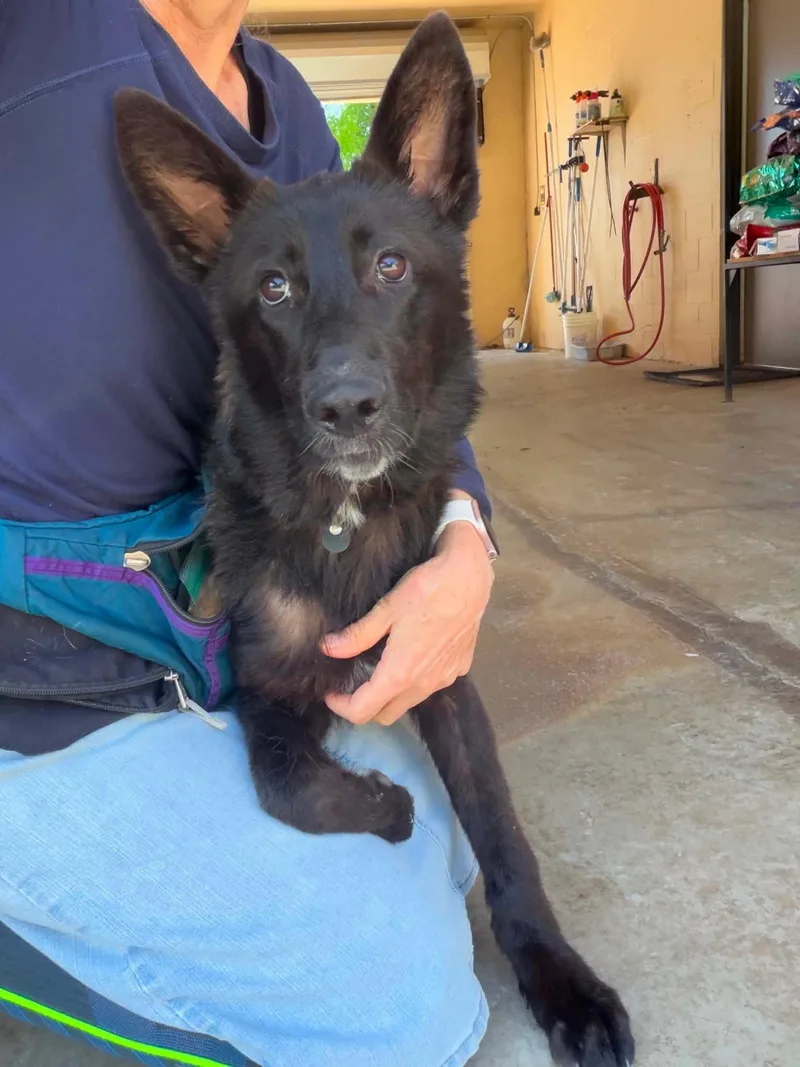 A baby medium-sized female Black German Shepherd Dog dog named Pippa for adoption in Lake Wylie, SC