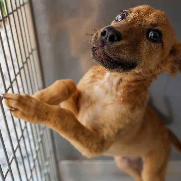 A baby medium-sized male Yellow / Tan / Blond / Fawn Mixed Breed dog named Maxwell for adoption in Bradenton, FL