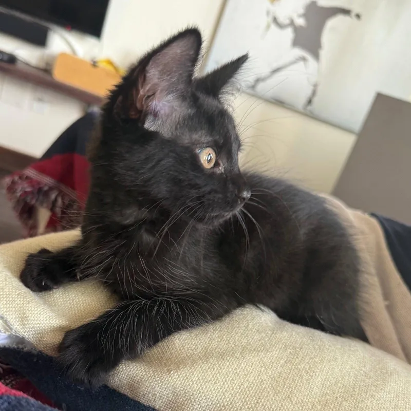 A baby medium-sized male Black Bombay cat named Dumpling Bellairequartet for adoption in Houston, TX