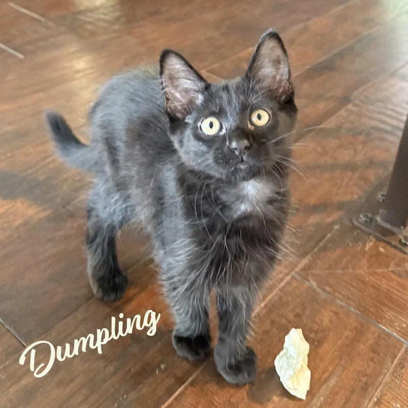 Dumpling Bellairequartet thumbnail 3