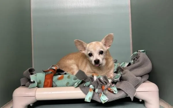 A senior small-sized male Mixed Breed dog named Tiny for adoption in New York, NY