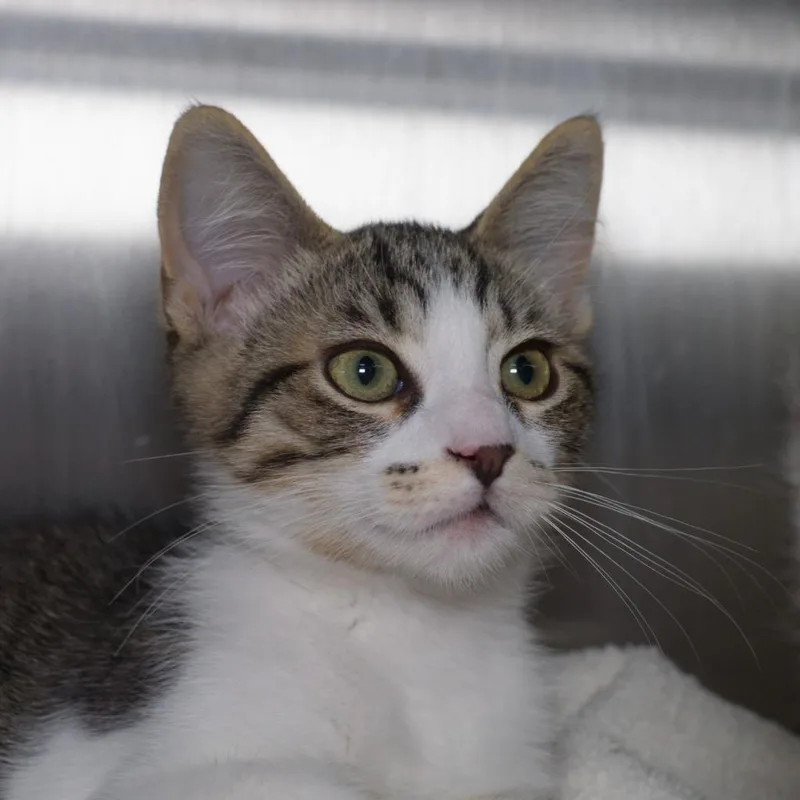 A baby medium-sized male Domestic Short Hair cat named Clifford Mack for adoption in Shoreline, WA