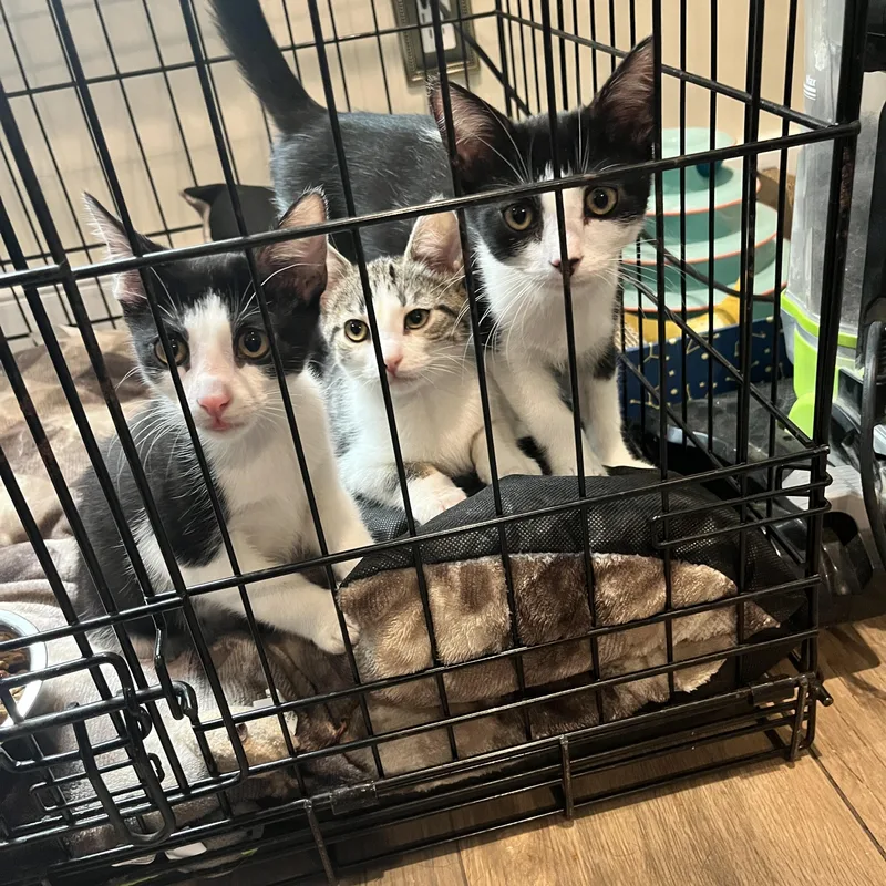 A baby small-sized male Black & White / Tuxedo Domestic Short Hair cat named Ash for adoption in Huntington, NY