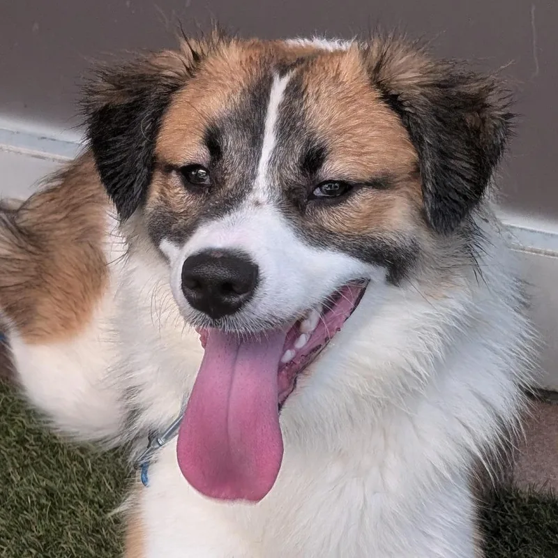 Maximus thumbnail 5