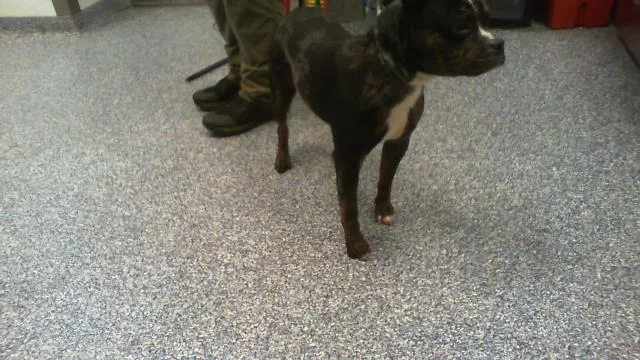 An adult medium-sized male Staffordshire Bull Terrier dog named Milo for adoption in Charlotte, NC