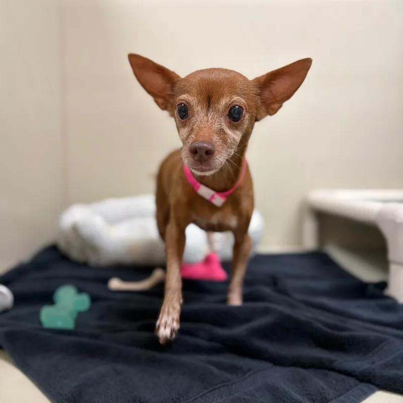 A senior small-sized female Chihuahua dog named Sophie for adoption in Las Vegas, NV